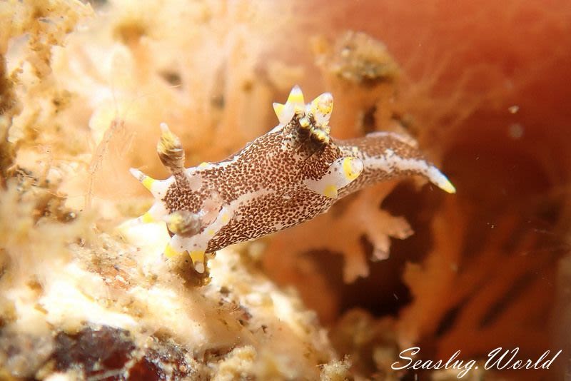 クロコソデウミウシ Polycera hedgpethi