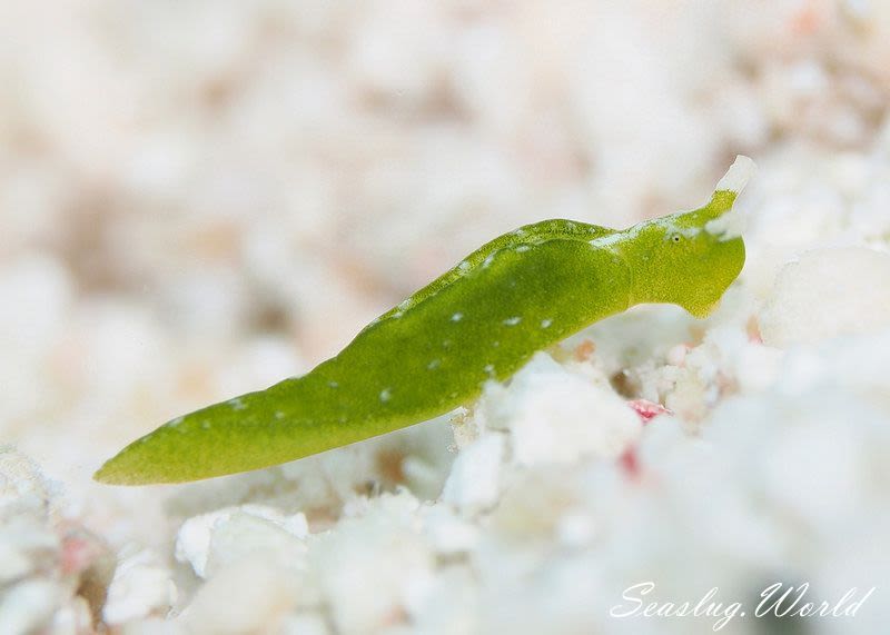 ウチワミドリガイ Elysia pusilla