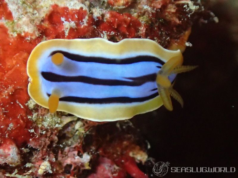 コールマンウミウシ Chromodoris colemani