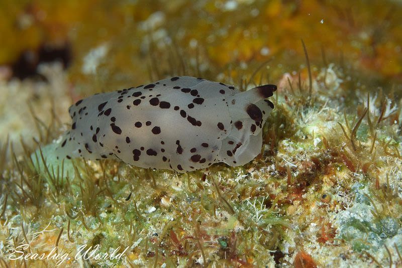 チギレフシエラガイ Tomoberthella martensi