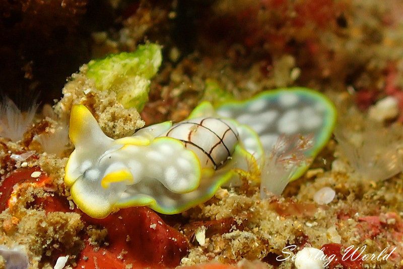 チャシボリガイ Micromelo undatus