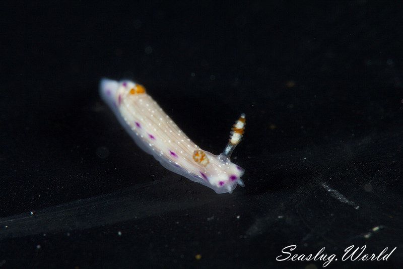 コナユキイロウミウシ Hypselodoris skyleri