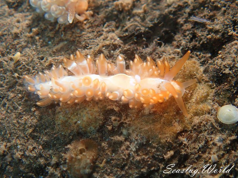 アンテアエオリデエッラ・カカオティカ Anteaeolidiella cacaotica