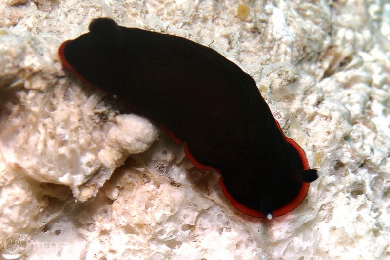 クロシタナシウミウシ Dendrodoris arborescens