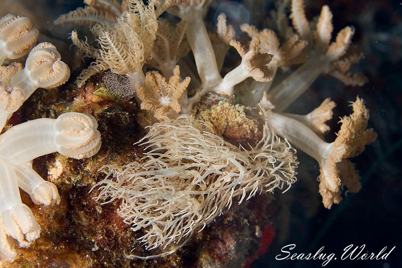 Melibe colemani Gosliner & Pola, 2012