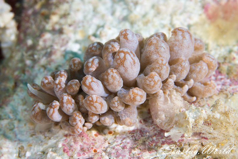 クセニアウミウシ属の一種 5 Phyllodesmium Sp 5 世界のウミウシ