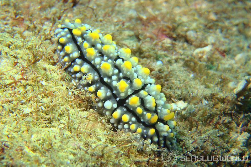 ツノキイボウミウシ Phyllidia elegans