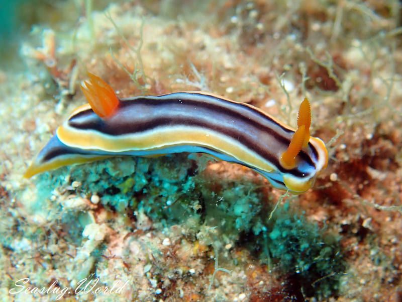 コモンウミウシ属の一種 4 Chromodoris sp. 4