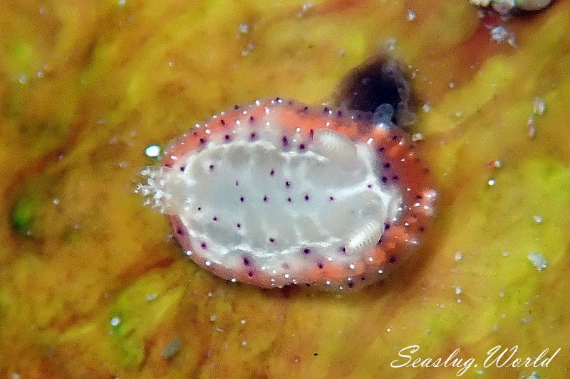 ニヨリセトイロウミウシ Goniobranchus decorus