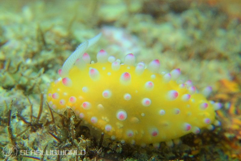 イガグリウミウシ Cadlinella ornatissima