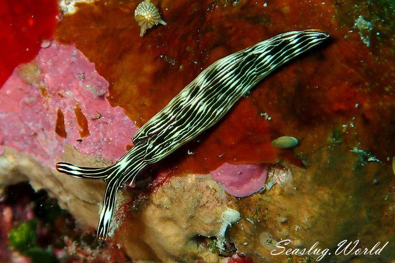 タスジミドリガイ Thuridilla gracilis