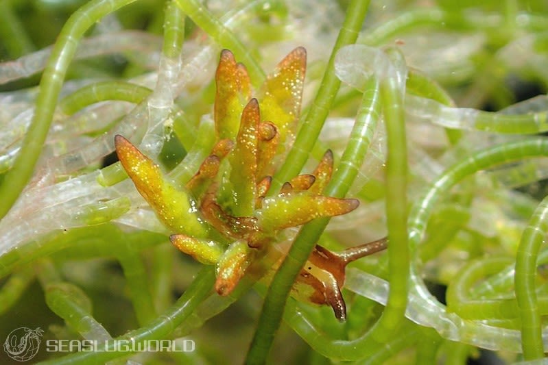 トヤマモウミウシ Aplysiopsis toyamana