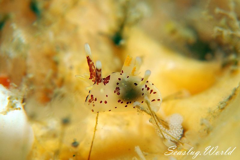 カリヤウミウシ Ancula kariyana