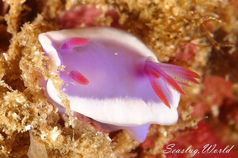 ヒュプセロドーリス・ヴィオラチア Hypselodoris violacea