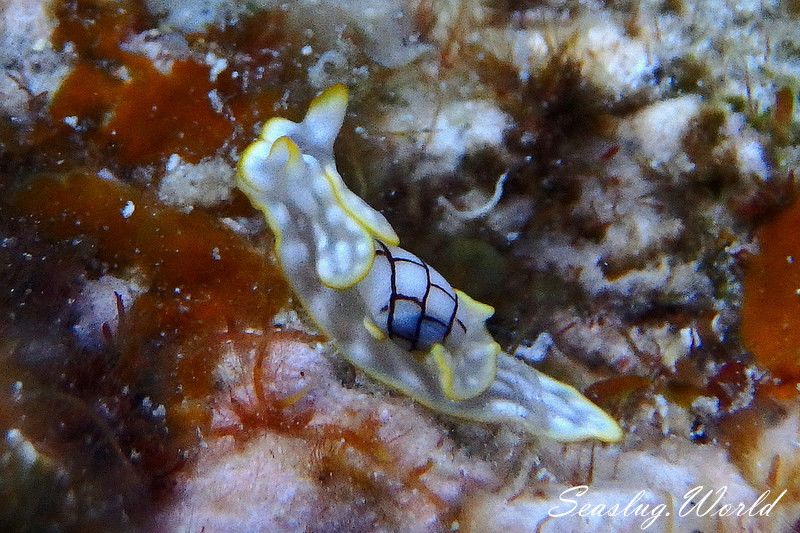 ワタユキシボリガイ Micromelo barbarae