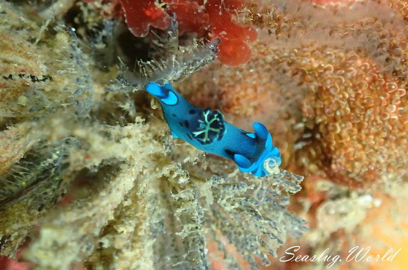 ミドリリュウグウウミウシ Tambja morosa