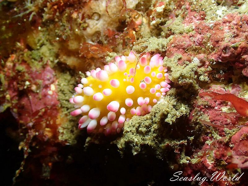 イガグリウミウシ Cadlinella ornatissima