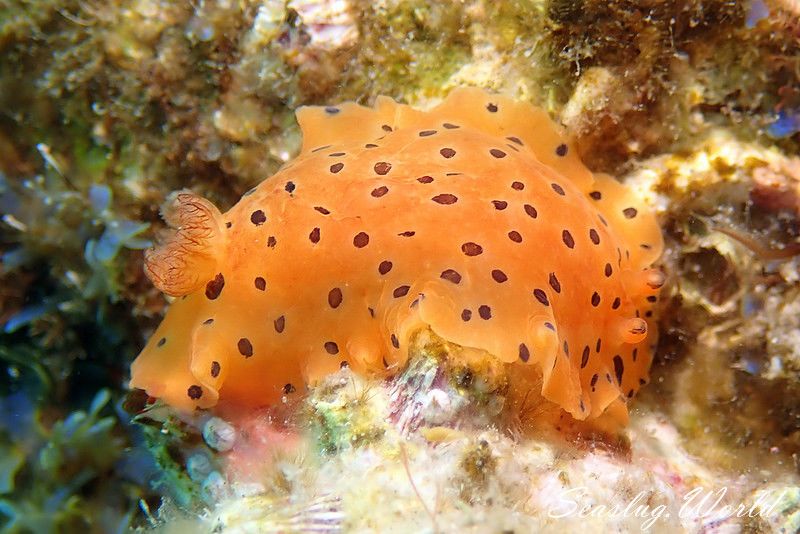 ヒメマダラウミウシ Dendrodoris guttata