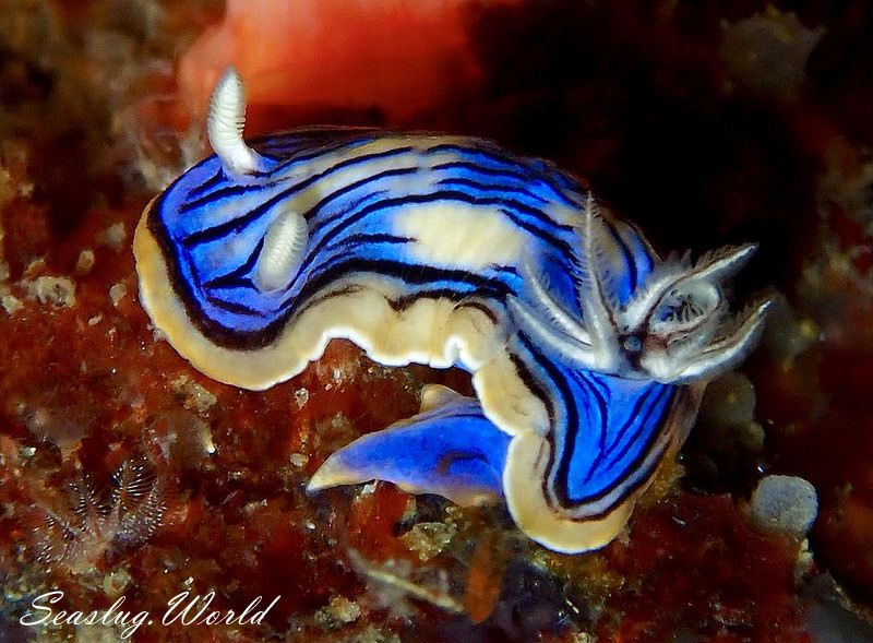 コンガスリウミウシ Chromodoris sp. 1