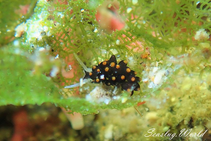 アリモウミウシ Ercolania boodleae