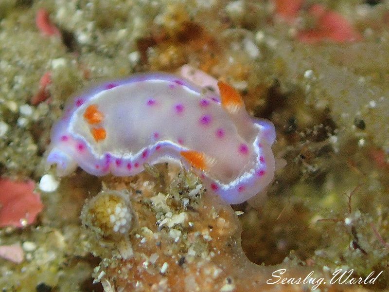 ミカドウミウシ Hexabranchus lacer