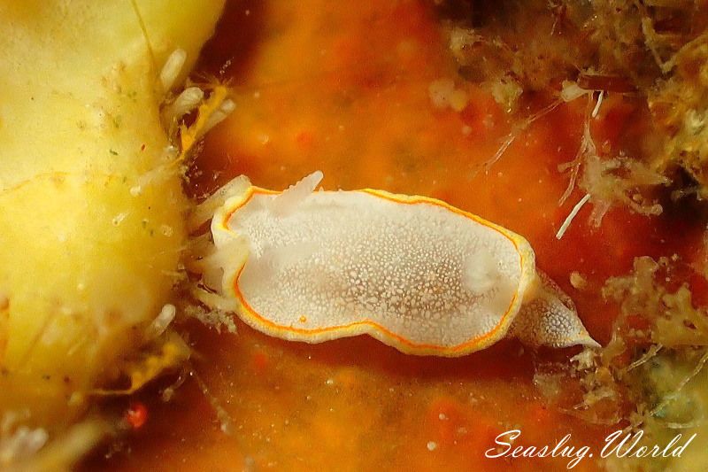 ミツイラメリウミウシ Diaphorodoris mitsuii