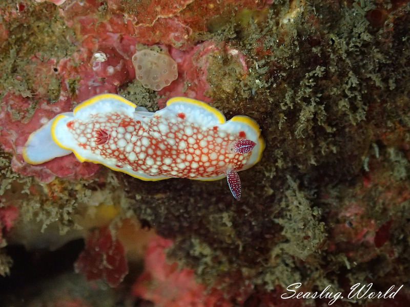 サラサウミウシ Goniobranchus sp.16