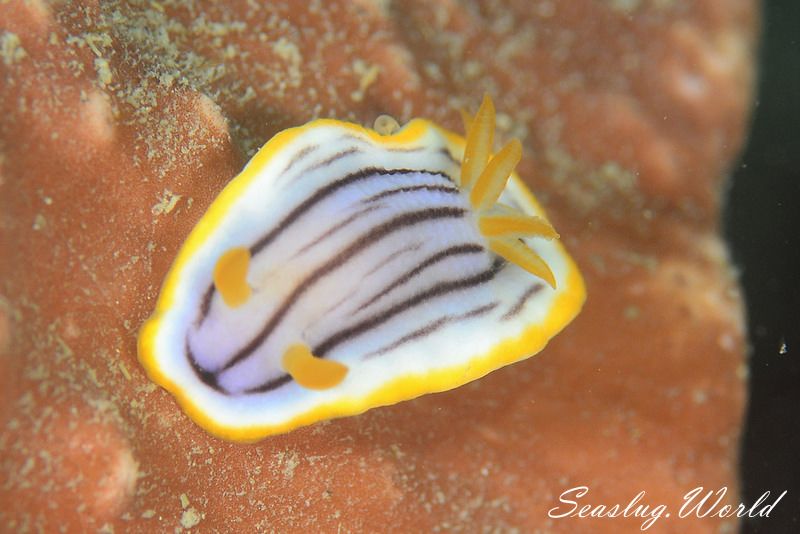 クロスジウミウシ Chromodoris sp. 6