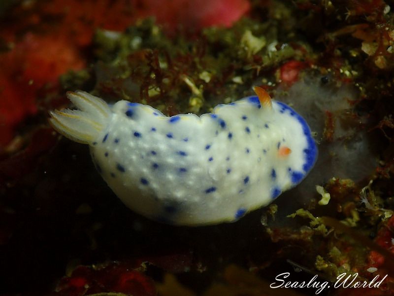 サガミイロウミウシ Hypselodoris sagamiensis