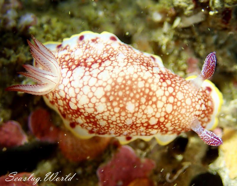 サラサウミウシ Goniobranchus sp.16