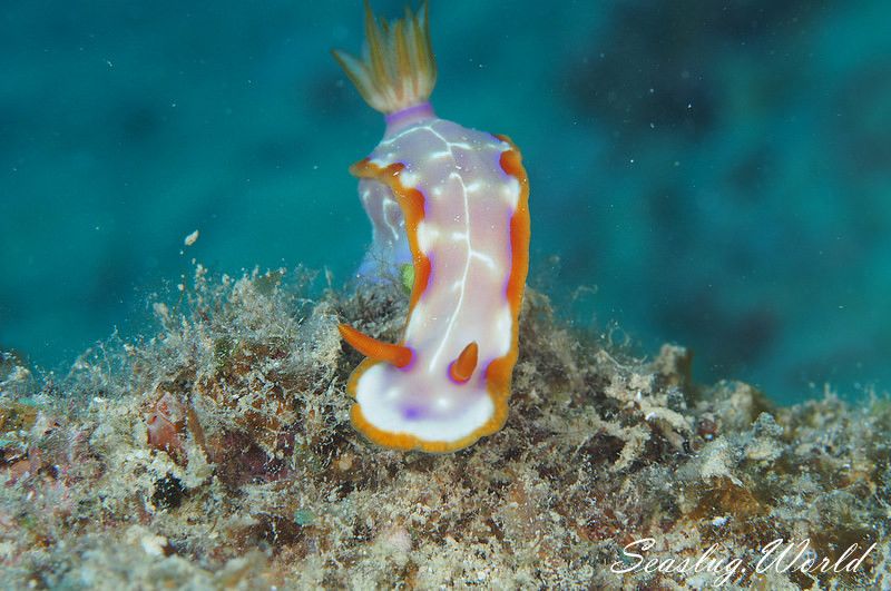 アミダイロウミウシ Hypselodoris iacula