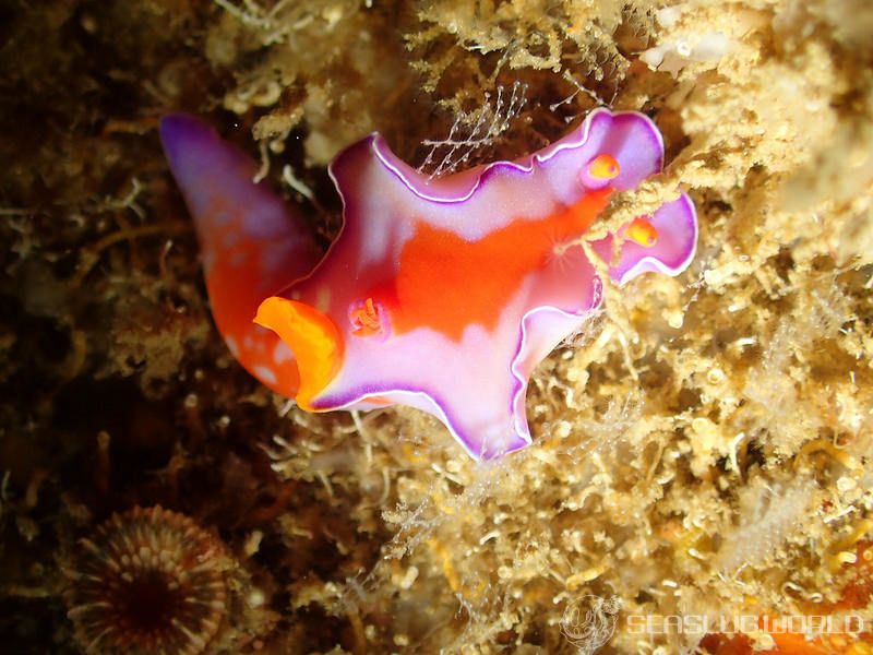 フタイロニシキウミウシ Ceratosoma bicolor