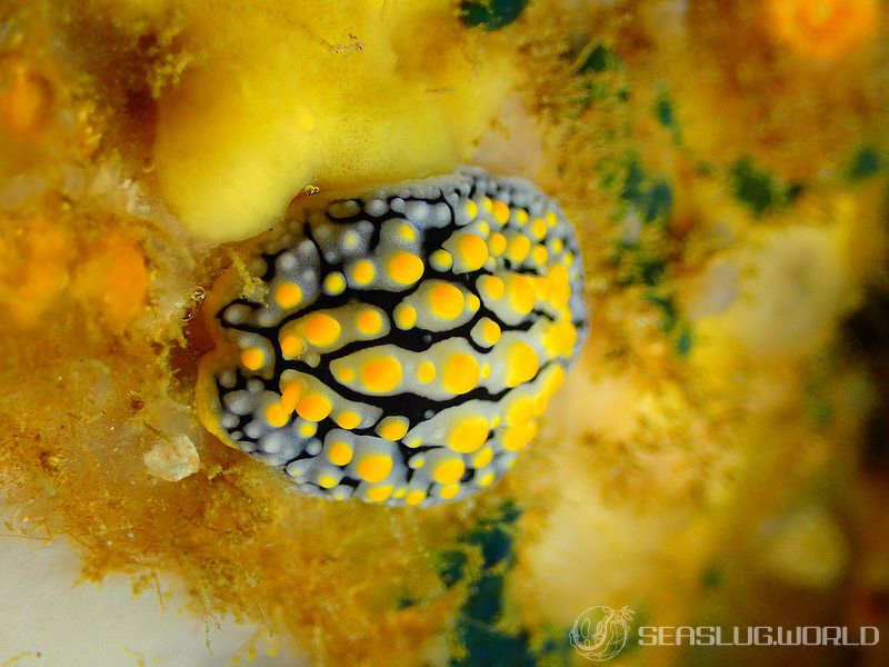 ボンジイボウミウシ Phyllidia exquisita