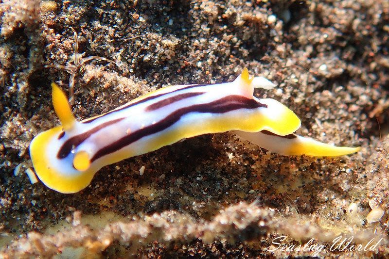 シボリイロウミウシ Chromodoris strigata