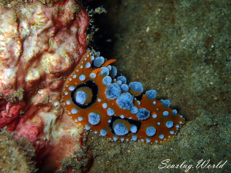 キイロイボウミウシ Phyllidia ocellata