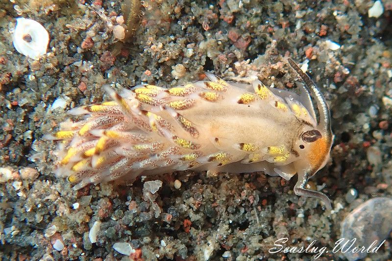 カスミミノウミウシ Cerberilla asamusiensis