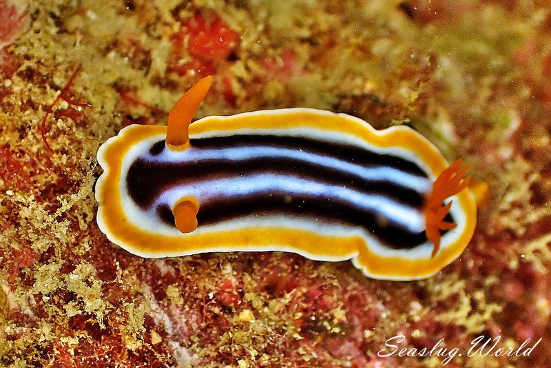 クロシオイロウミウシ Chromodoris sp. 3