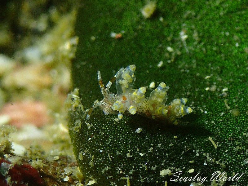 タマガワミノウミウシ Eubranchus cf. leopoldoi