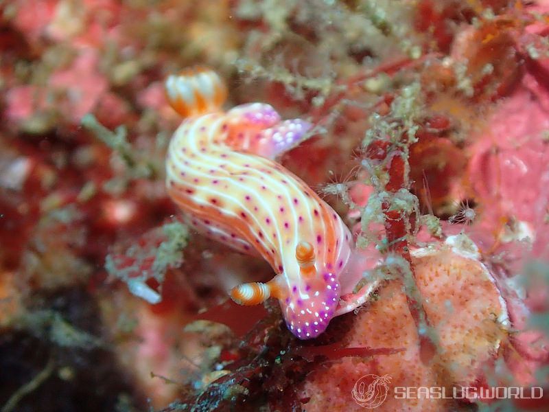 センテンイロウミウシ Hypselodoris decorata