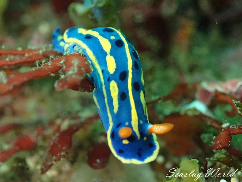 アオウミウシ Hypselodoris festiva