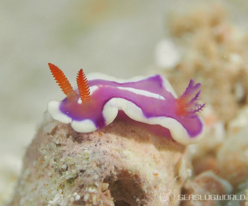 キベリアカイロウミウシ Mexichromis pusilla