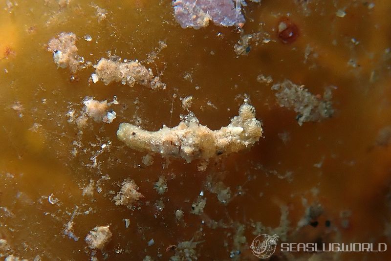 チャイロオウカンウミウシ Polycera risbeci