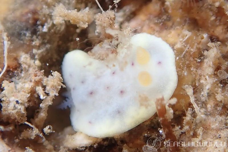 モンコウミウシ Chromodoris aspersa