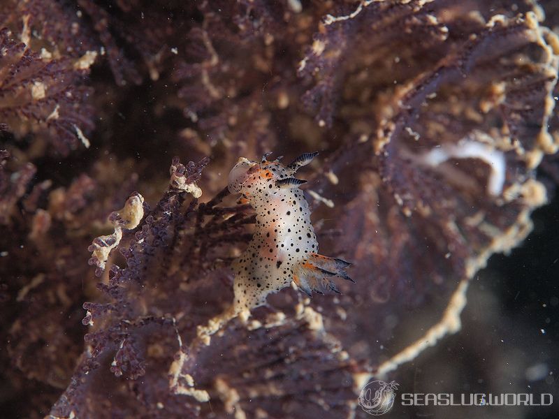 クロゴマフジタウミウシ Polycera sp. 9