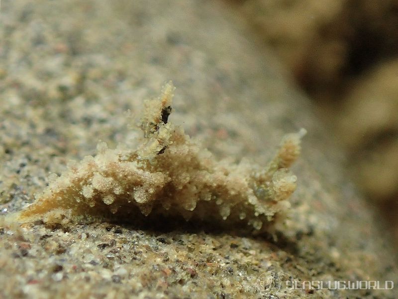 オウカンウミウシ Polycera japonica