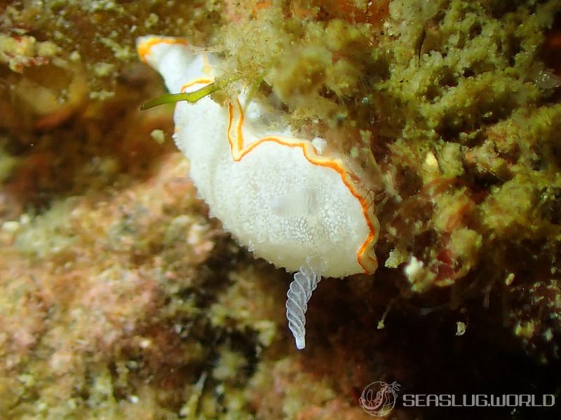 ミツイラメリウミウシ Diaphorodoris mitsuii