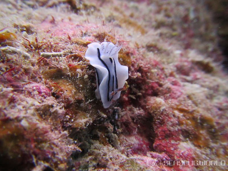 ミゾレウミウシ Chromodoris willani