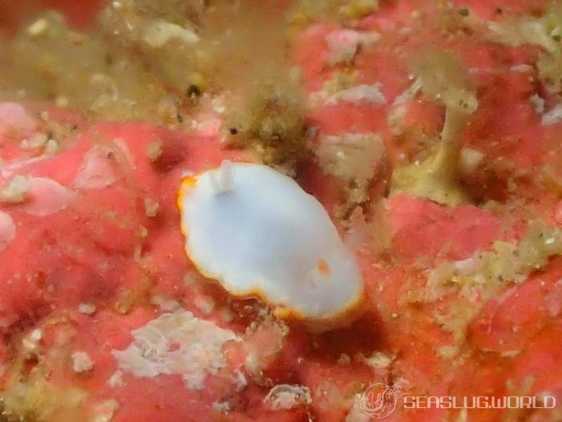 ミナミシラヒメウミウシ Goniobranchus verrieri