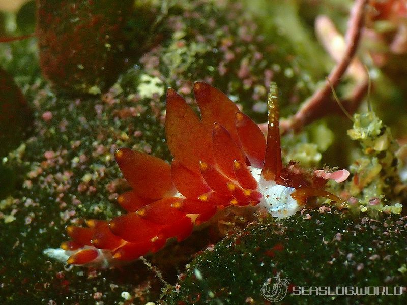 ホリミノウミウシ属の一種 24 Eubranchus sp.24