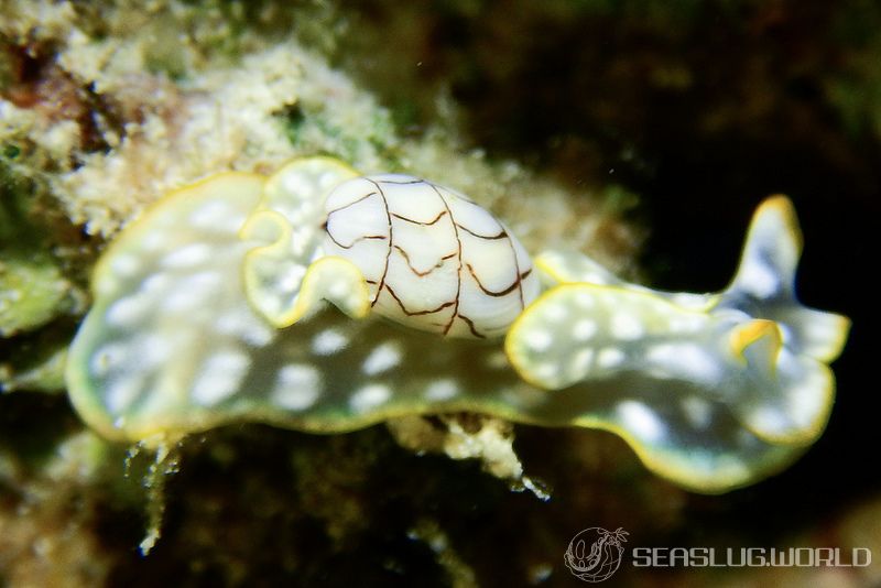 ワタユキシボリガイ Micromelo barbarae